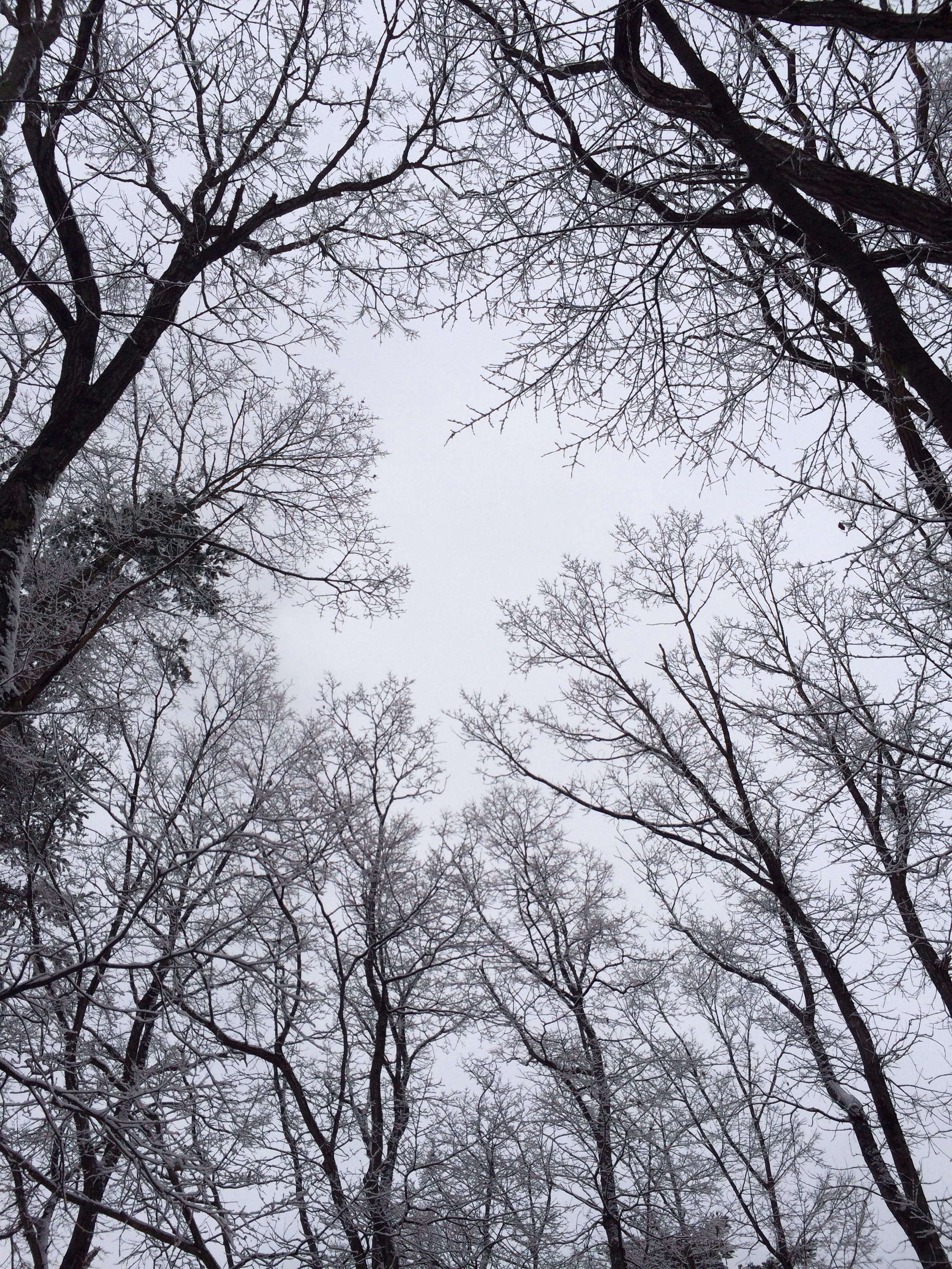 12月27日軽井沢の霧氷（むひょう）