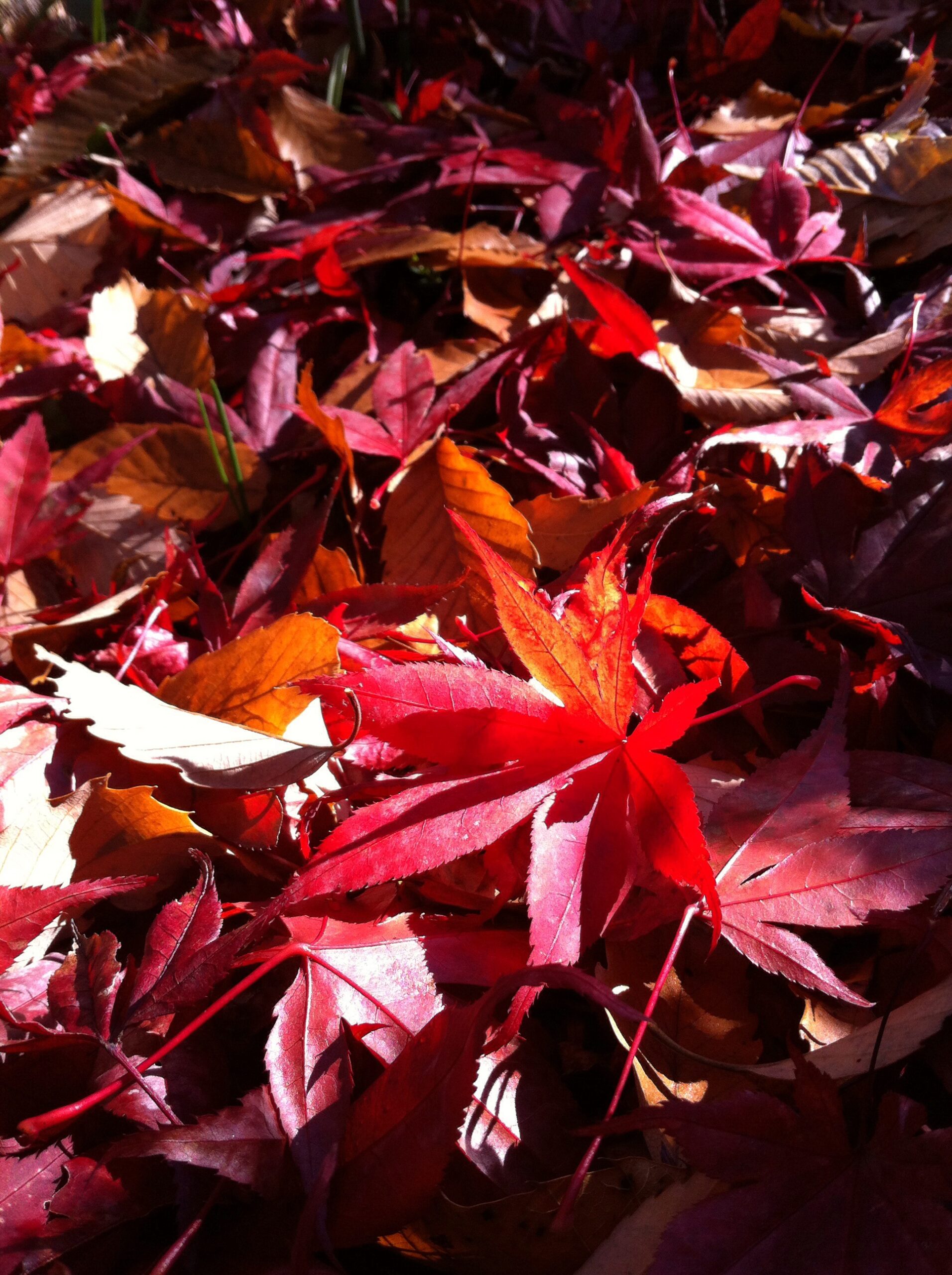 軽井沢の紅葉の落ち葉